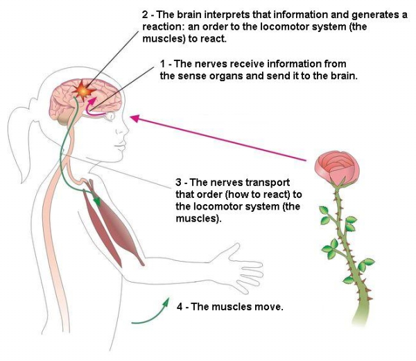 How Is Nervous System Working MD Health